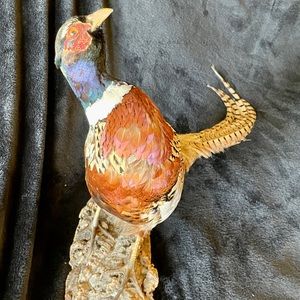 Ringneck Pheasant Vintage Taxidermy Mounted on Cork Wood Base